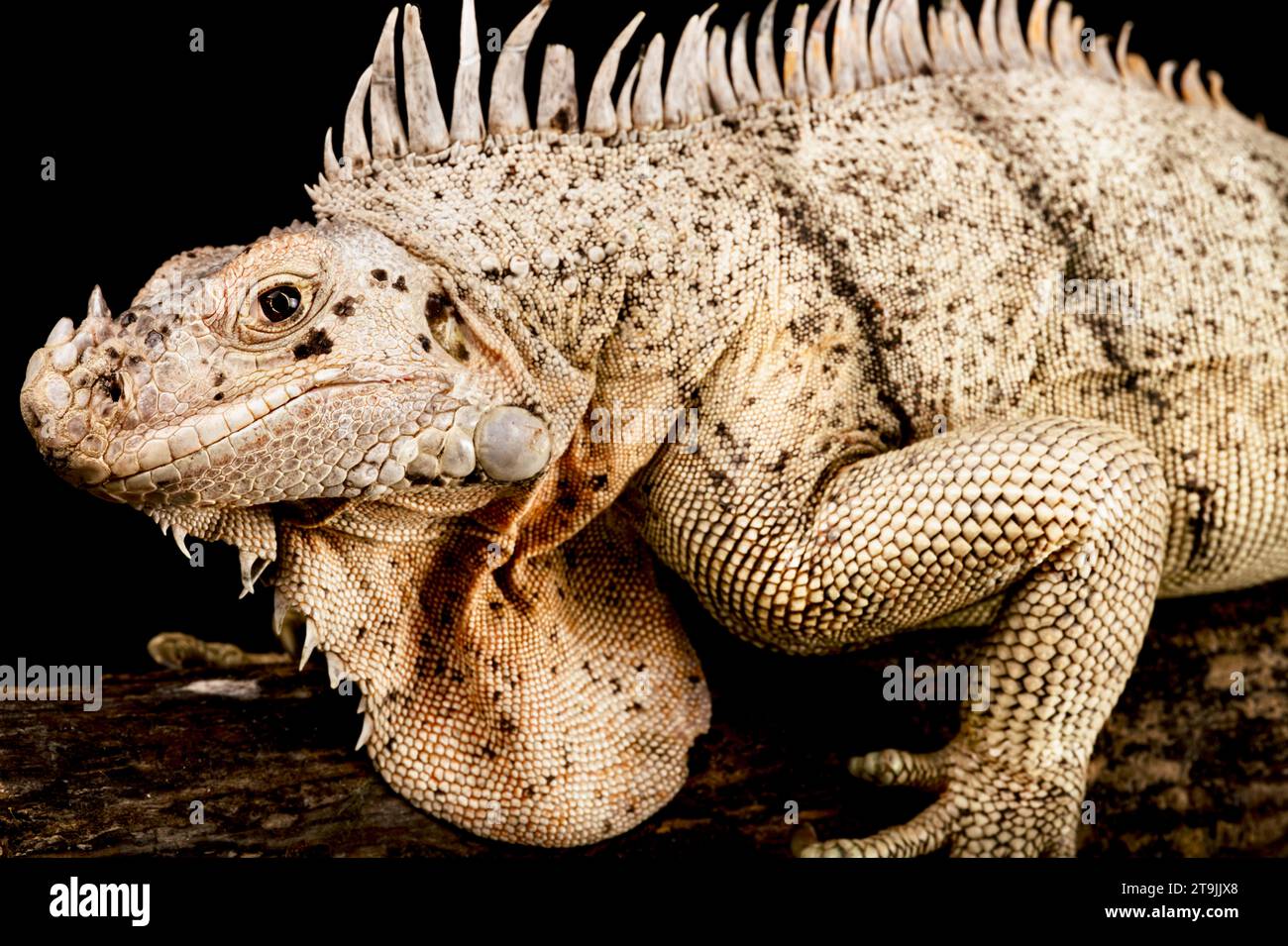 Die Grenadinen Pink Iguana (Iguana insularis) ist eine vom Aussterben bedrohte Iguana-Art. Stockfoto