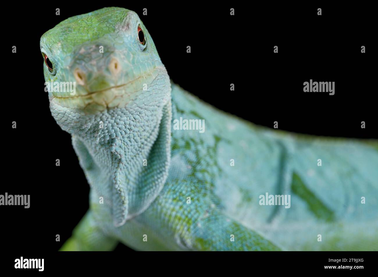 Der Lau Banded Iguana (Brachylophus fasciatus) ist eine vom Aussterben bedrohte Reptilienart der Fidschi-Inseln. Stockfoto