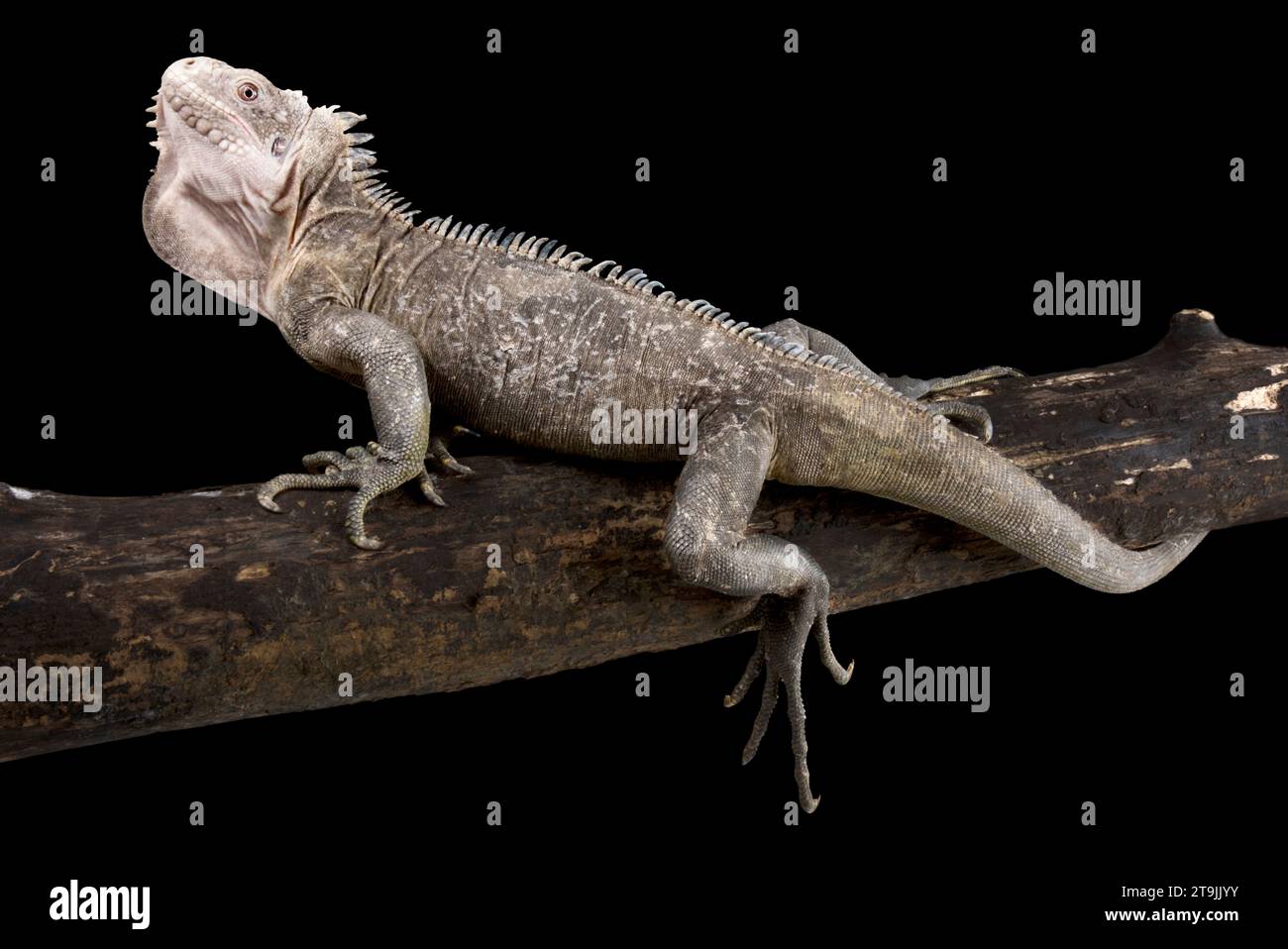 Die Kleinantillen-Iguana (Iguana deliatissima) ist eine stark gefährdete Reptilienart, die auf einigen Inseln der Antillen endemisch ist. Stockfoto