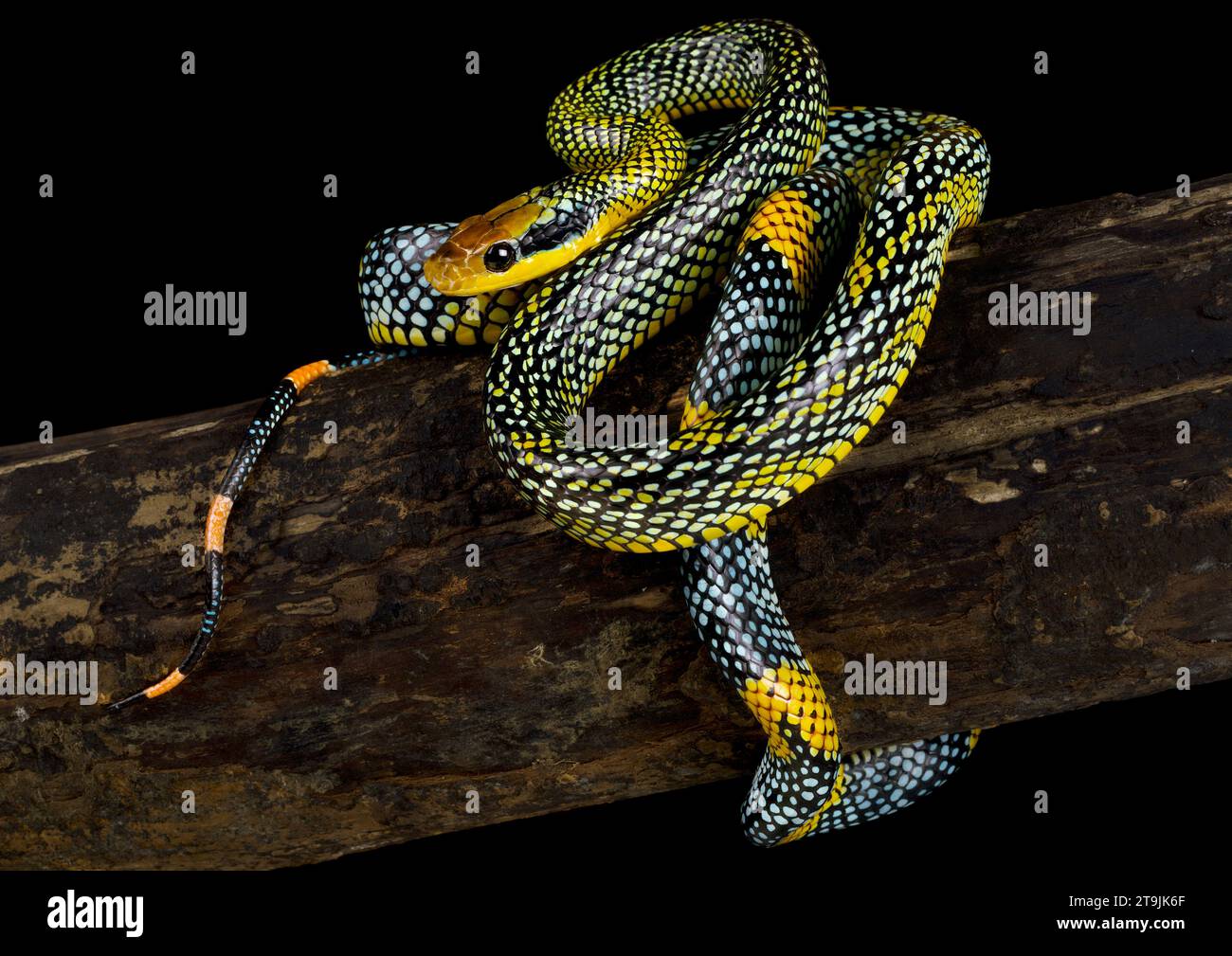 Die mythische Regenbogenbaumschlange (Gonyosoma margaritus) ist eine äußerst seltene und wunderschöne Schlangenart von der Insel Borneo. Stockfoto