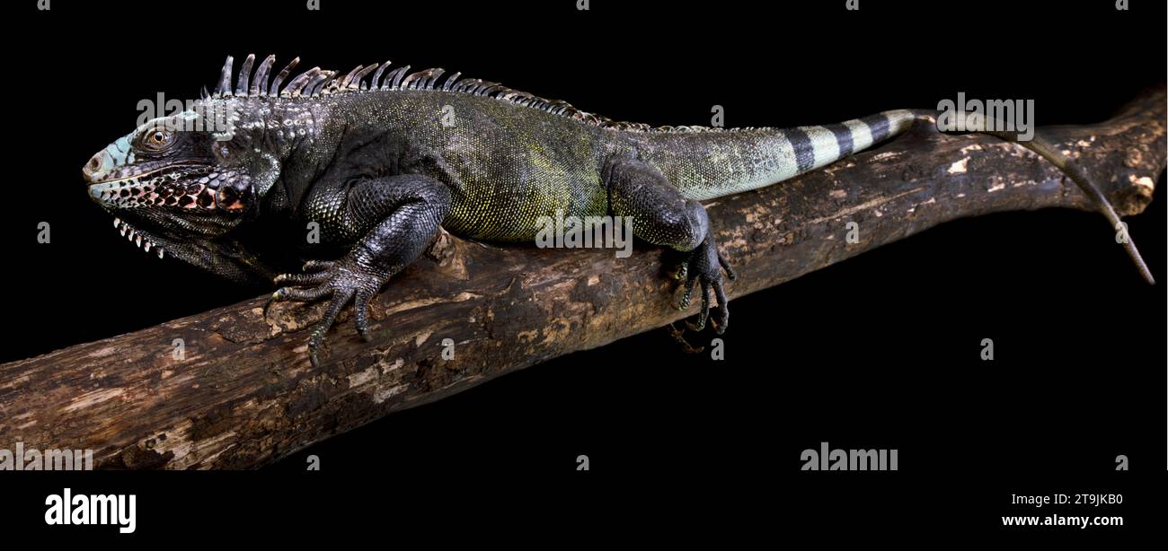 Der Sabah Schwarze Leguan (Iguana melanoderma) ist ein kritisch gefährdeter Iguanid von der Insel Saba, die auf den Antillen liegt. Stockfoto