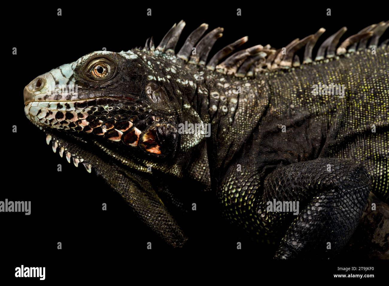 Der Sabah Schwarze Leguan (Iguana melanoderma) ist ein kritisch gefährdeter Iguanid von der Insel Saba, die auf den Antillen liegt. Stockfoto