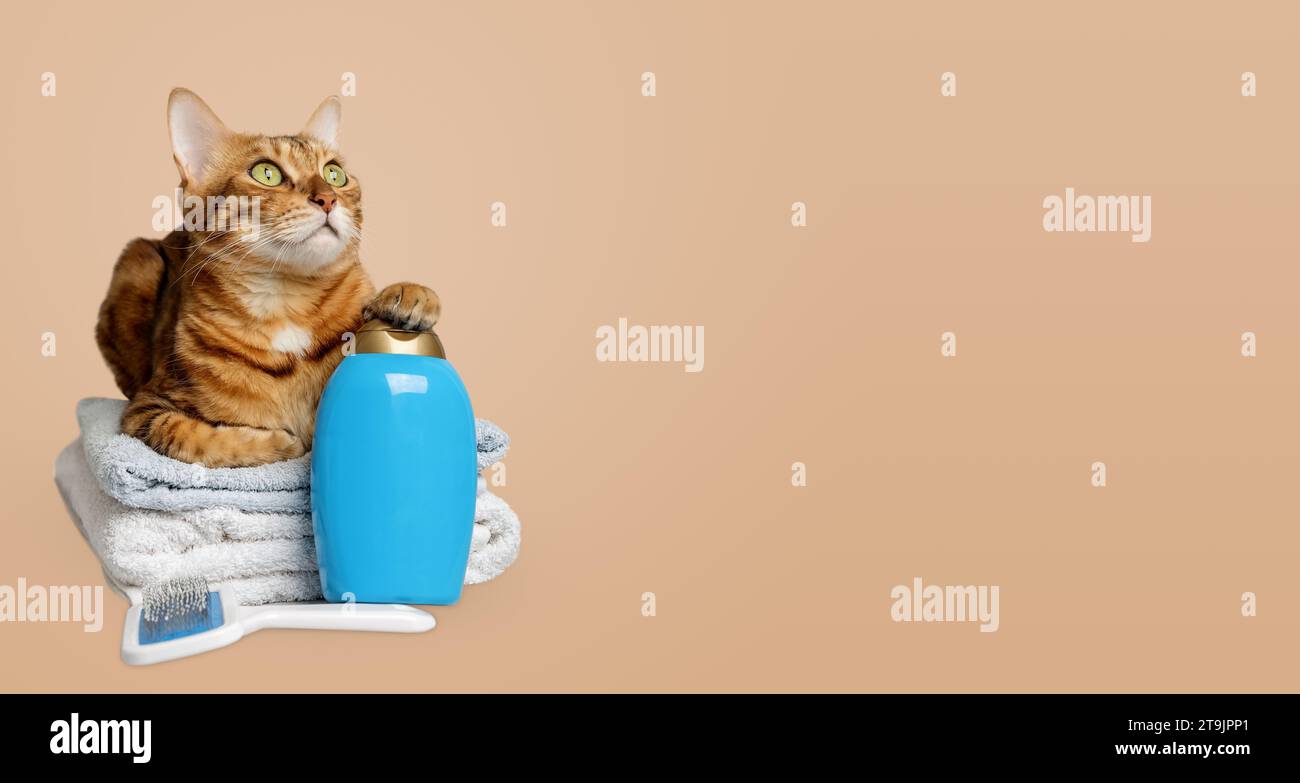 Niedliche Katze mit Badeutensilien, Hygiene auf orangem Hintergrund. Kopierbereich. Stockfoto