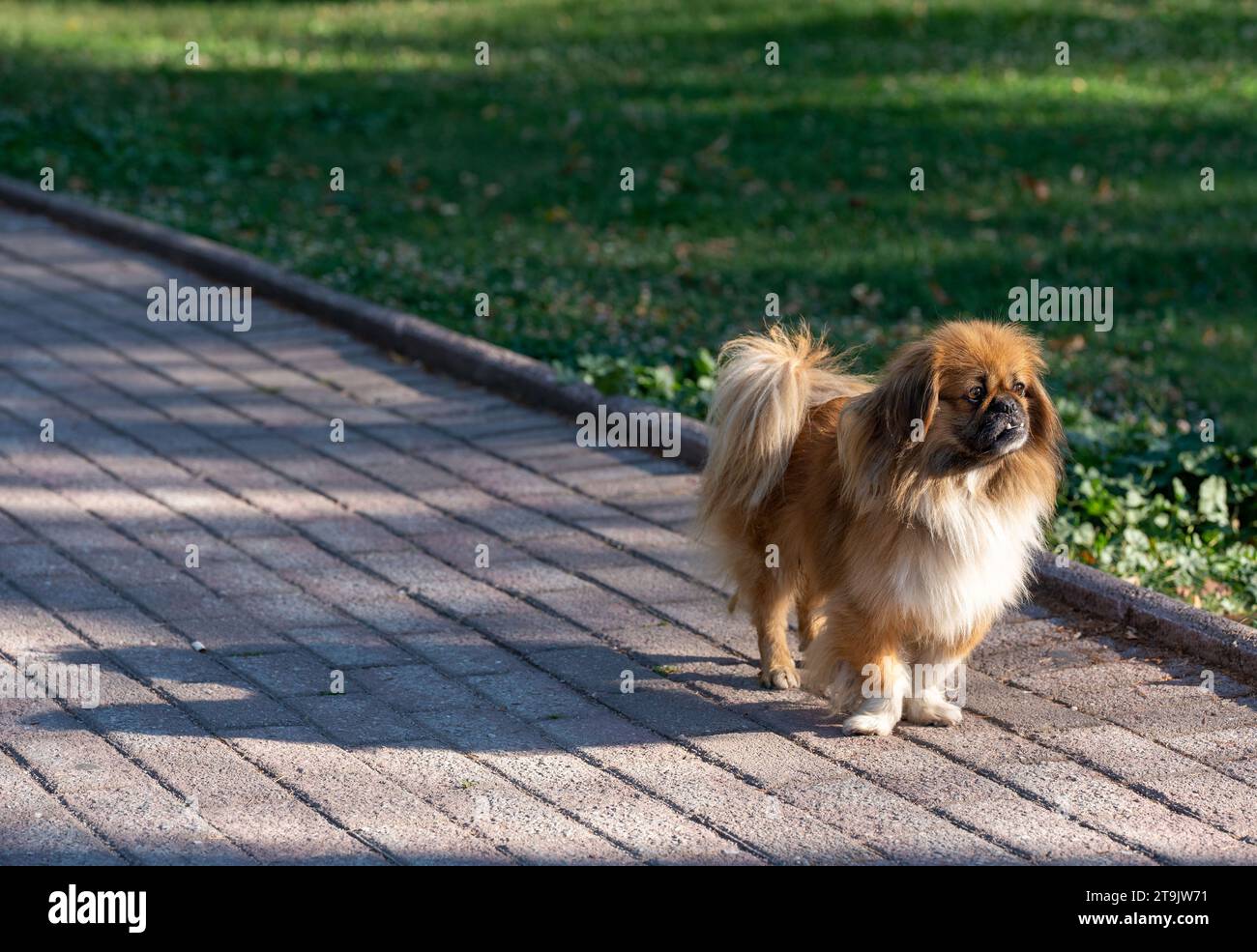 Ein kleiner, brauner, kleiner Mischhund zwischen tibetischem Spaniel und pekingese steht auf dem Straßenboden im Park. Grasfeld. Stockfoto