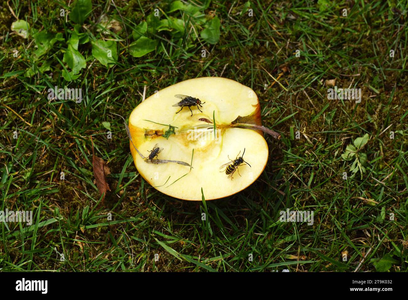Ein halber Apfel mit Kern im Gras mit einer essenden Wespe (Vespula vulgaris), Familie Vespidae und Fleischfliegen, Sarcophaga. Rasen, Sommer, Juli Stockfoto
