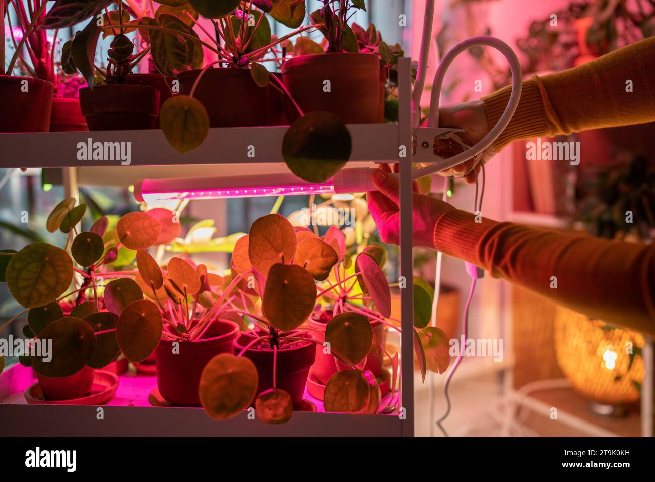 Frau, die zu Hause Phyto-Lampe installiert, um Pflanzen anzubauen. Künstliche Beleuchtung Wintergartenanbau. Stockfoto