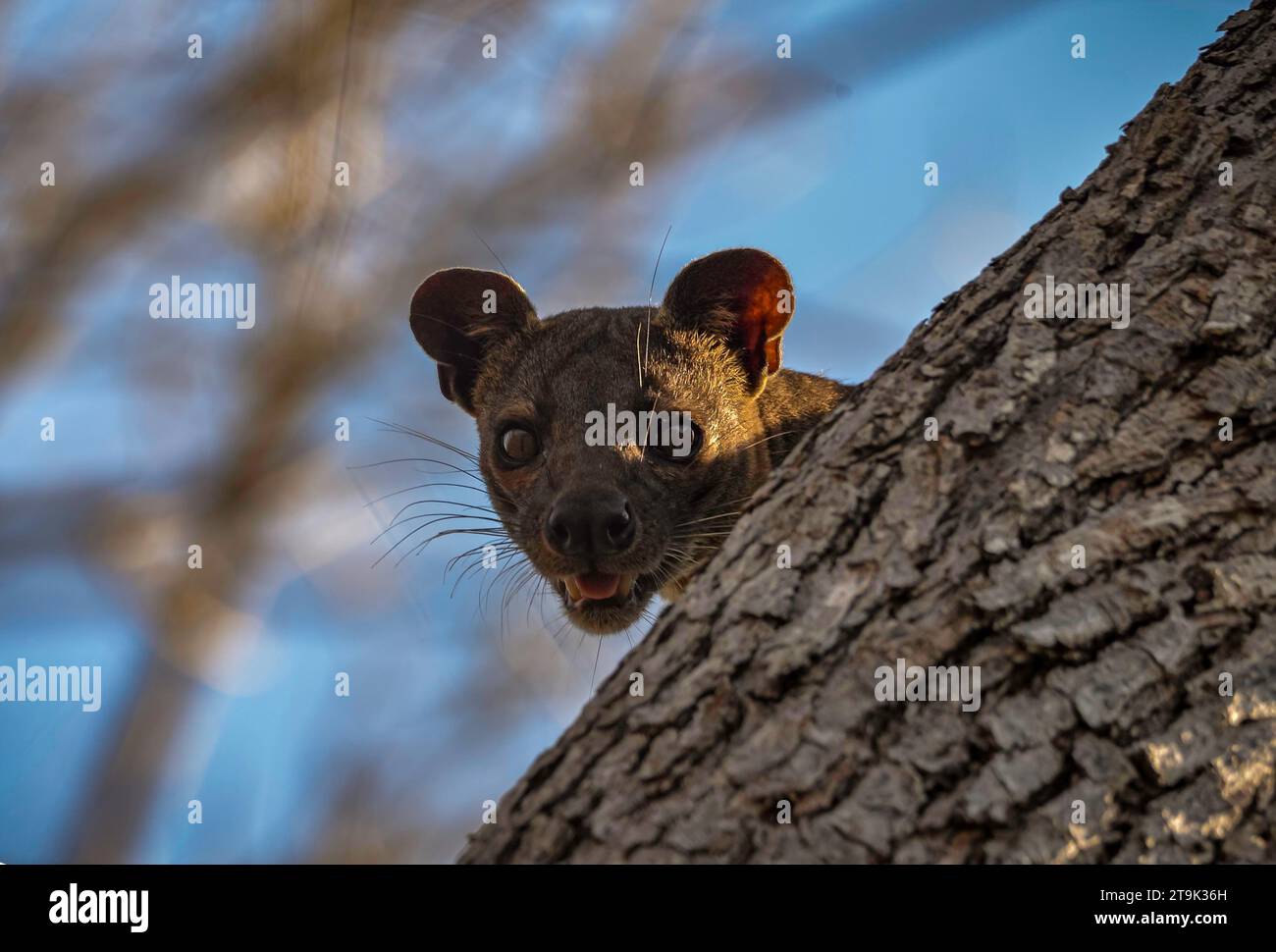 Fossa-Sackbeinkatze (Cryptoprocta ferrox) an Baum im Westen Madagaskars Stockfoto