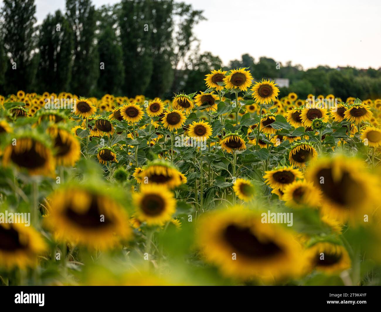 Ein lebhaftes Sonnenblumenfeld erstreckt sich zum Horizont hin, das sich im warmen Sonnenlicht sonnt. Die leuchtend gelben Blüten sorgen für eine fröhliche und aufbauende Atmosphäre Stockfoto