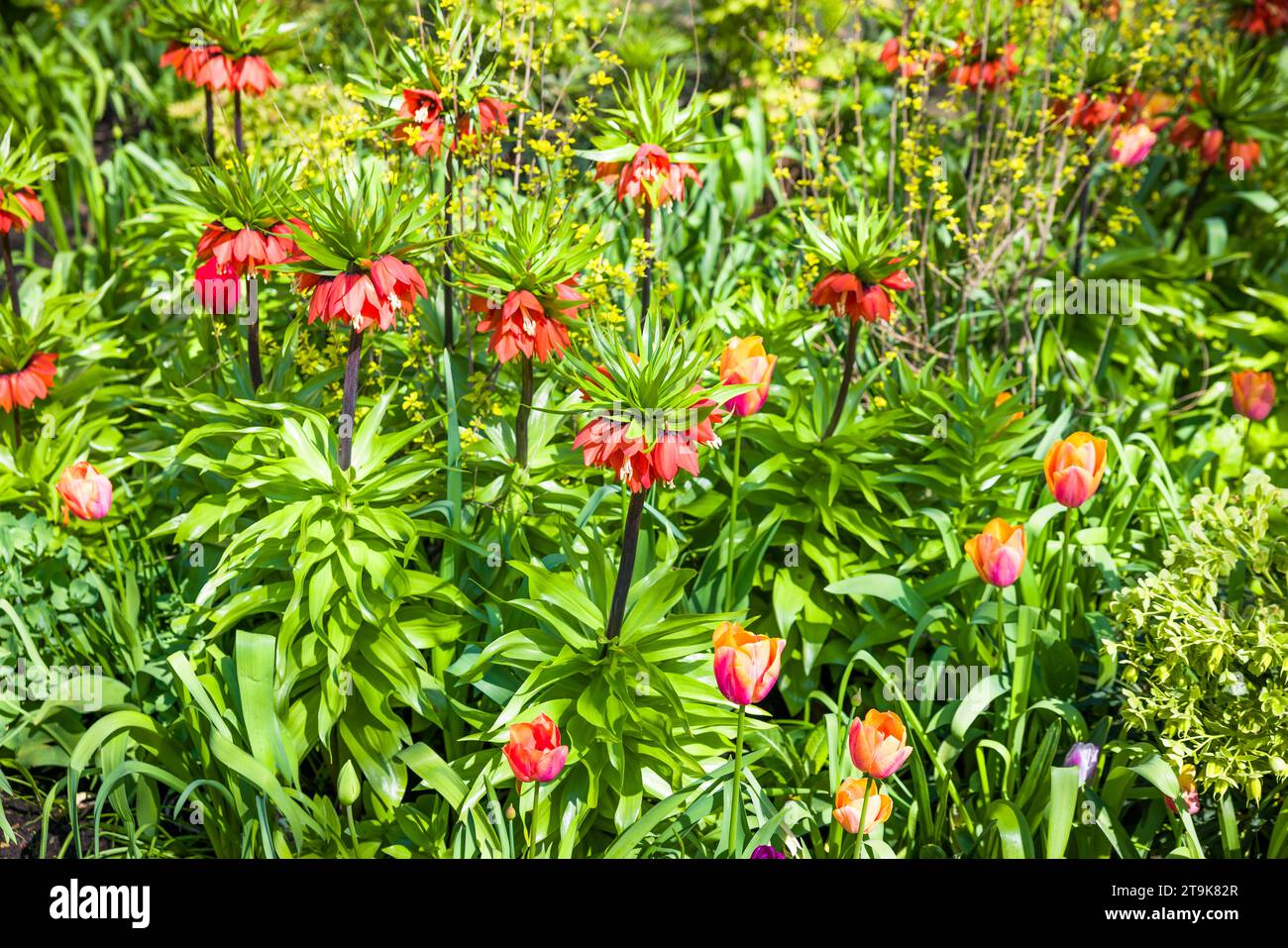Fritillaria imperialis, der Kronenfritillar oder Kaiserfritillar, eine Lilienart in einem englischen Blumenbeet Stockfoto