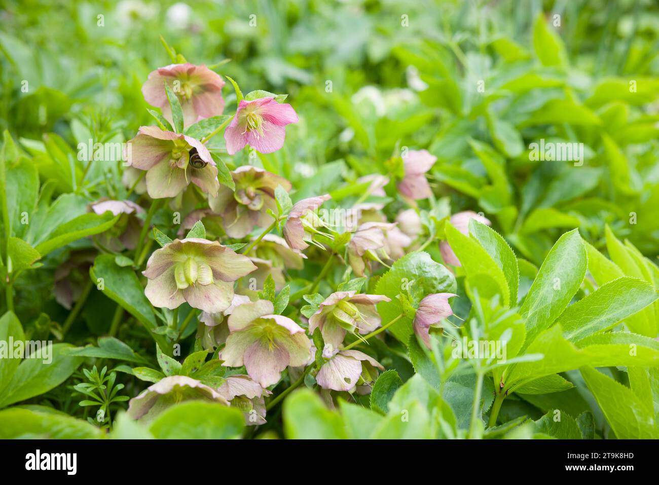 Helleborus orientalis blüht in einem britischen Garten Stockfoto