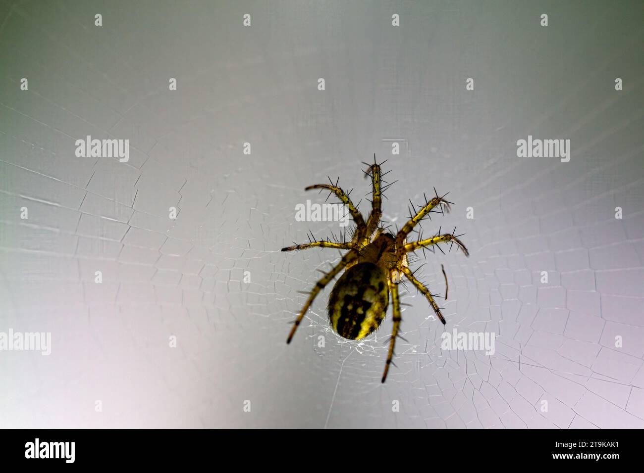 Nahaufnahme einer kleinen Spinne (aranea) in ihrem Kopfpflaster Stockfoto