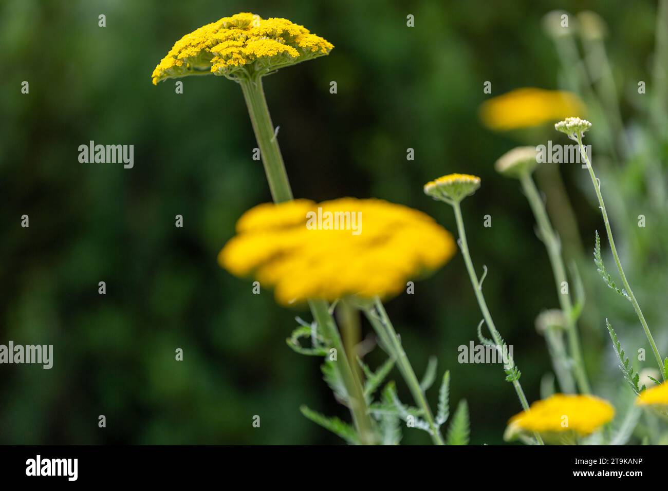 Close-ip von gelben Milfolienblüten (achillea) Stockfoto