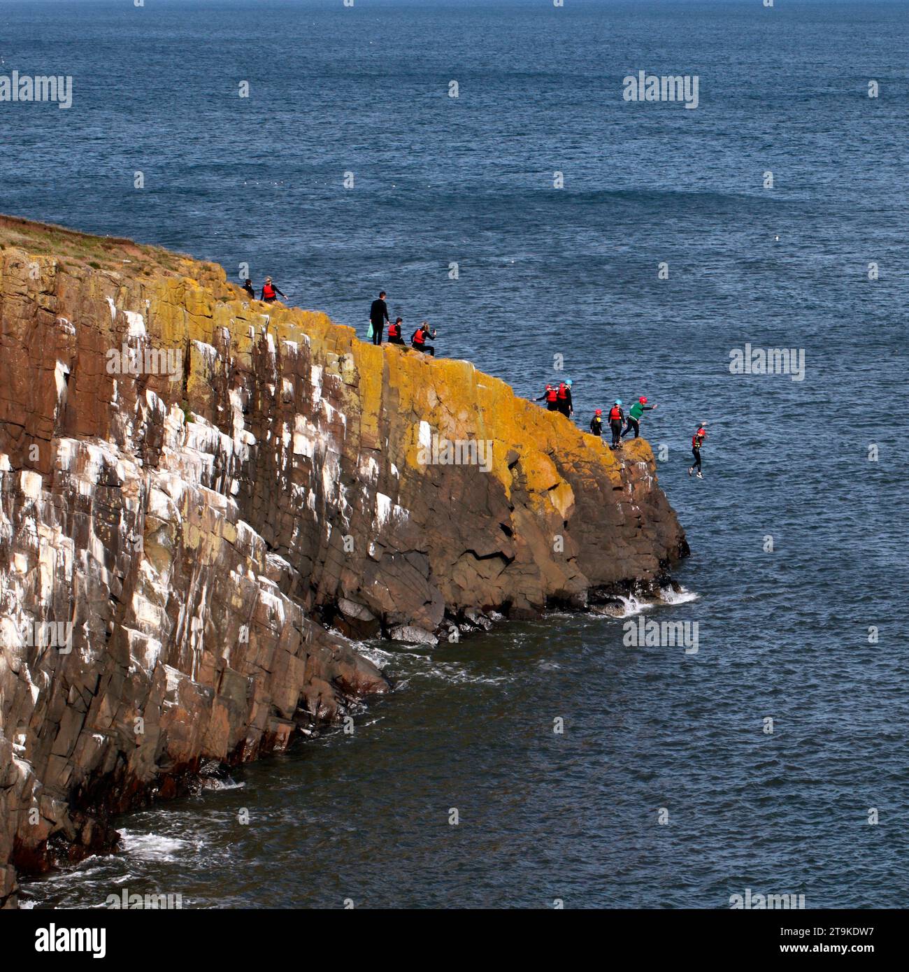 Sie fahren auf den sechseckigen Säulen aus Dolerit und bilden die Klippen am Cullernose Point Craster Northumberland England, UK Kittiwake Nistgebiet. Stockfoto