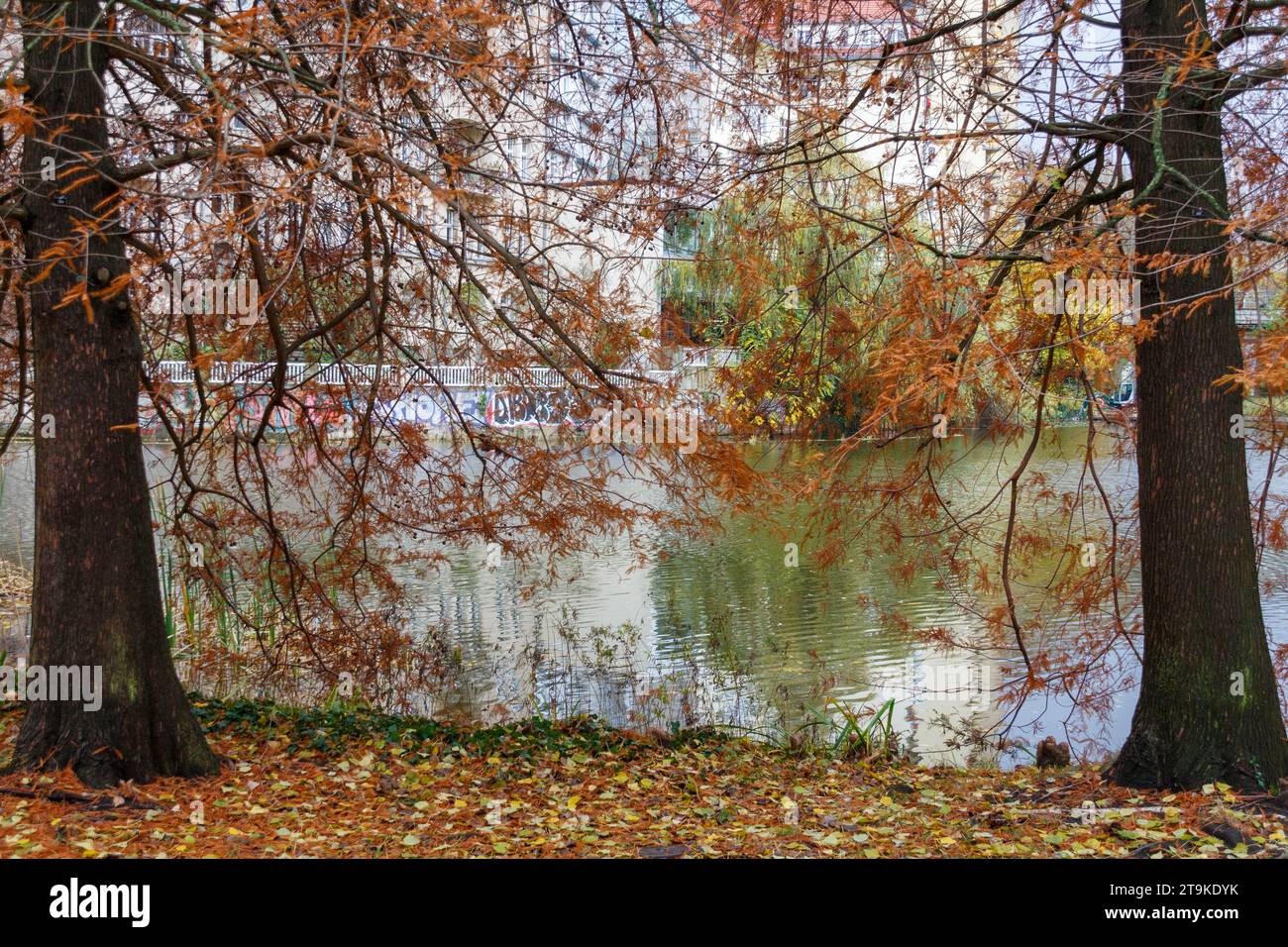 Litzensee Park, Herbst, Charlottenburg, Berlin Stockfoto