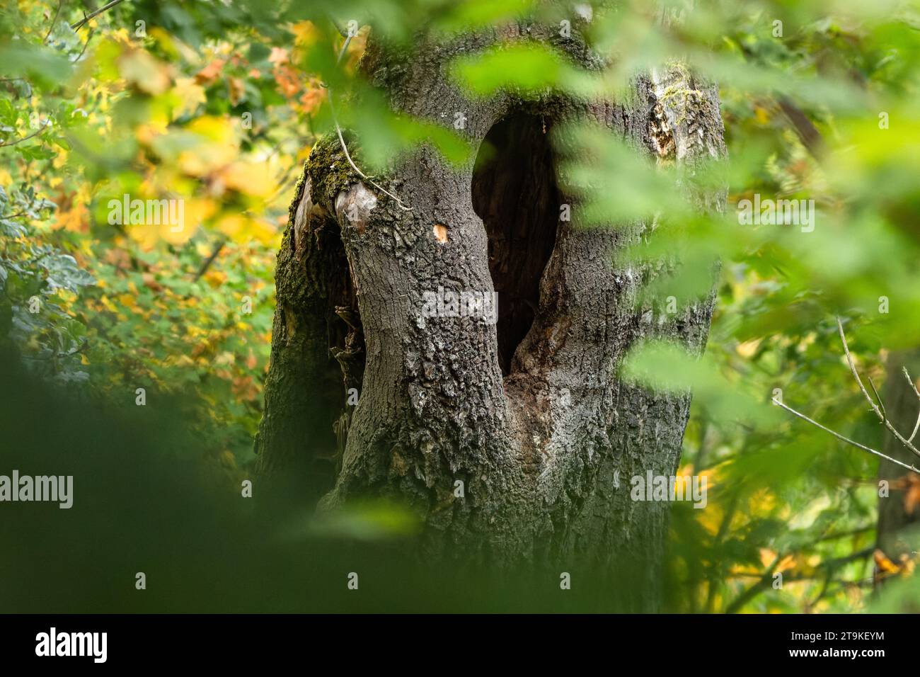 Blick auf das dunkle Loch im Baumstamm, umgeben von grünen und gelben Blättern. Herbst Natur im Park. Stockfoto