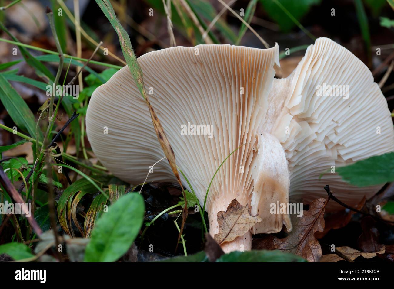 Große trichterartige Pilze tief gewürfelte Kappe cremebraune Kiemen vom dünnen Rand der Kappe bis zum Teil unten Stiel Winterwald Boden Querformat Stockfoto