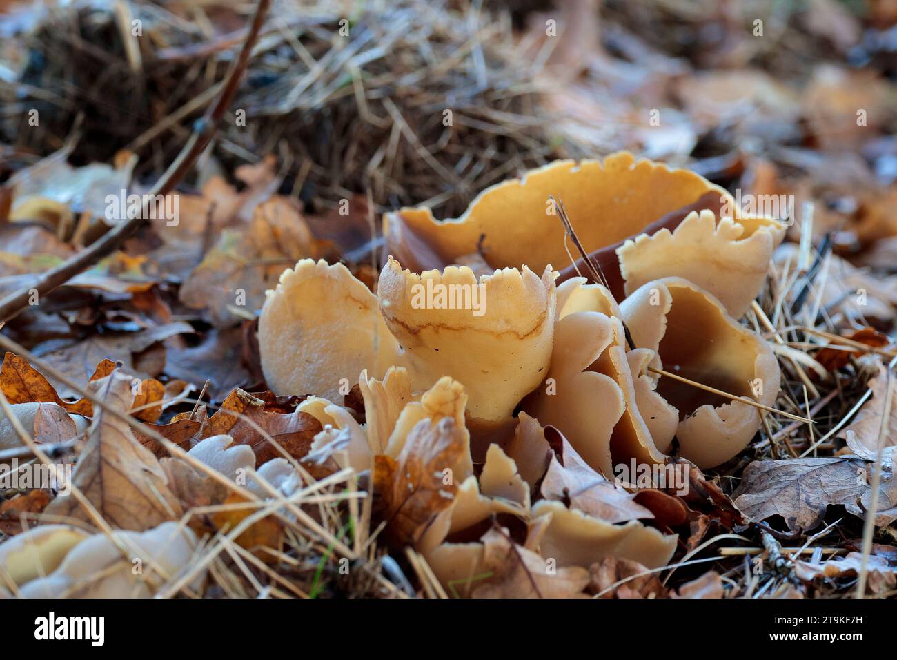 1 Woche Alte Pilze Gegessen www.alamy.de