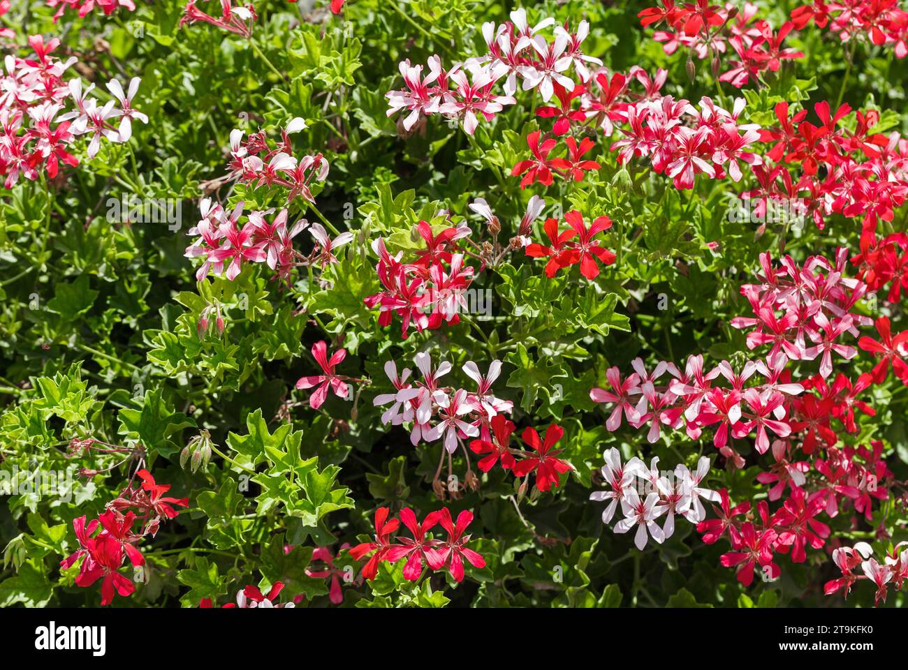 Blumen viele rote und weiße Knospen wachsen im Garten, grüne Blätter. Stockfoto