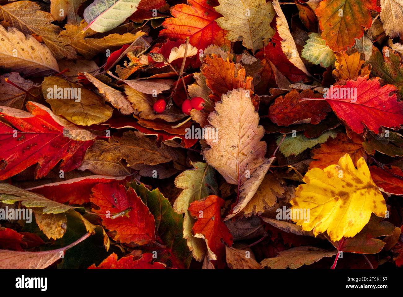 Ein Haufen Herbstblätter in verschiedenen Farben mit verstreuten roten Beeren. Stockfoto