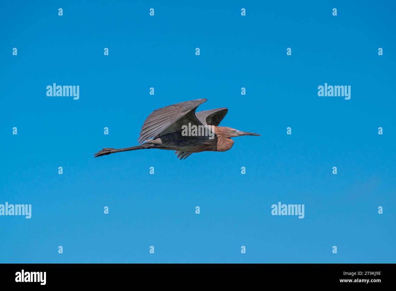 Rötlicher Egretta rufescens im Flug Stockfoto