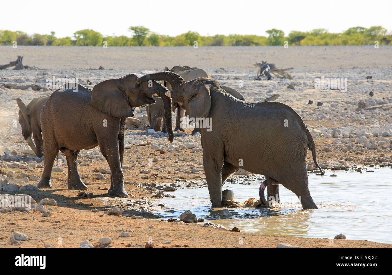 Elefanten spielen mit ihren Rumpfkissen umeinander und vor einer natürlichen Wasserlochkulisse. Stockfoto