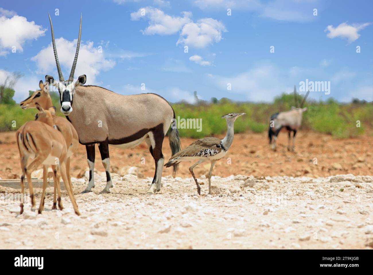 Kori Trastard, Gemsbok Oryx und Black standen Impala an einem kleinen Wasserloch im westlichen Sektor von Etosha gegenüber – der Schwerpunkt liegt auf der Kori Trastard Stockfoto