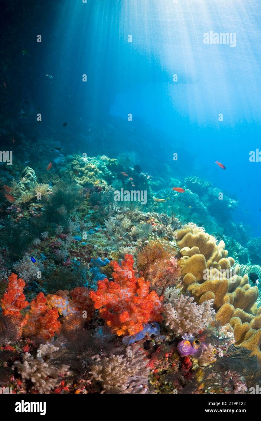 Korallenrifflandschaft mit weichen Korallen und Wellen von Sonnenlicht. Raja Ampat, West Papua, Indonesien. Stockfoto