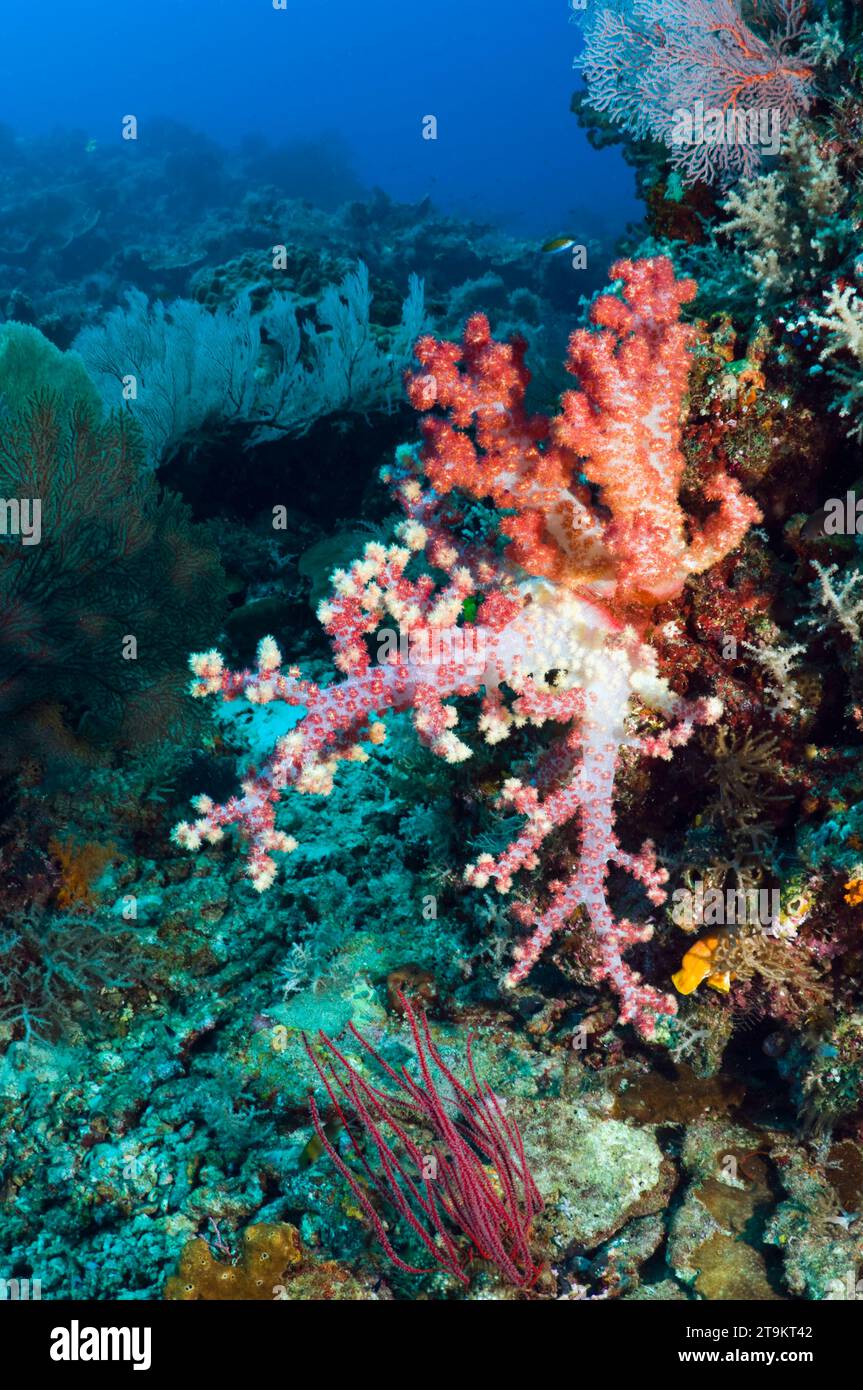 Weichkorallen am Riff. Raja Ampat, West Papua, Indonesien. Stockfoto