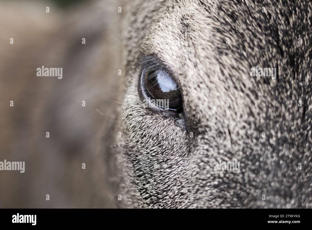 Nah an das Auge eines Hirsches, Halbporträt eines Hirsches Stockfoto