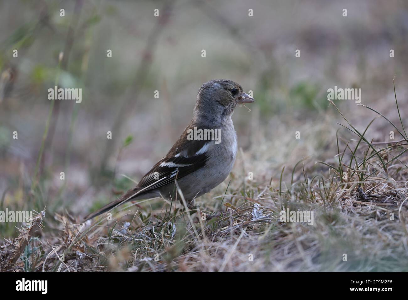 Weibliche europäische Buchhalmjagd auf Insekten am Boden Stockfoto