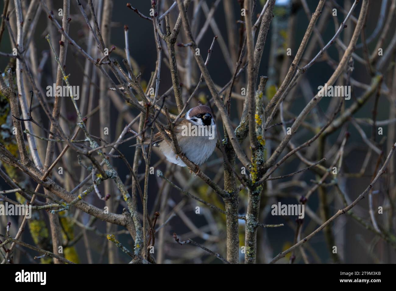 Passer montanus Familie Passeridae Gattung Passer Eurasischer Baumspatzen Deutscher Spatzen Stockfoto