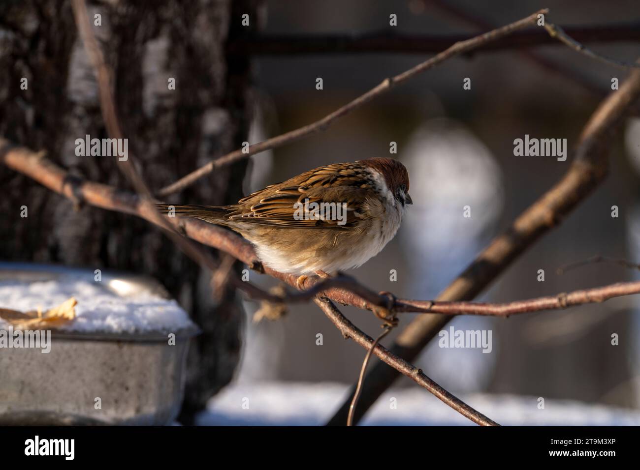 Passer montanus Familie Passeridae Gattung Passer Eurasischer Baumspatzen Deutscher Spatzen Stockfoto