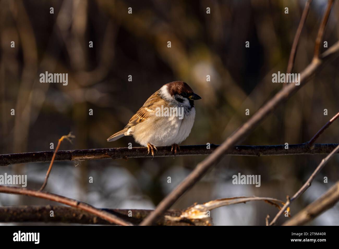 Passer montanus Familie Passeridae Gattung Passer Eurasischer Baumspatzen Deutscher Spatzen Stockfoto