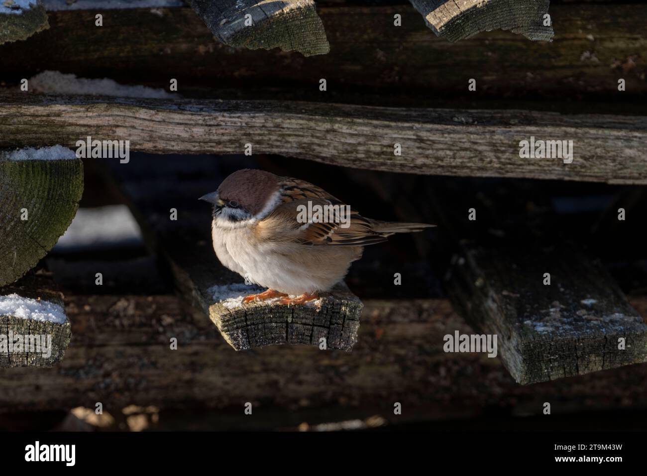 Passer montanus Familie Passeridae Gattung Passer Eurasischer Baumspatzen Deutscher Spatzen Stockfoto