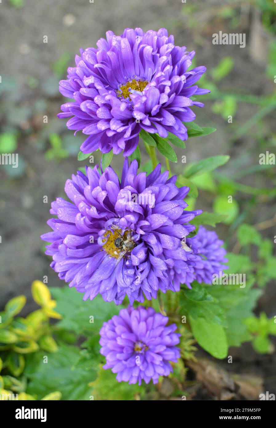 Im Spätsommer und Herbst wachsen Gartenaster in Blumenbeeten Stockfoto
