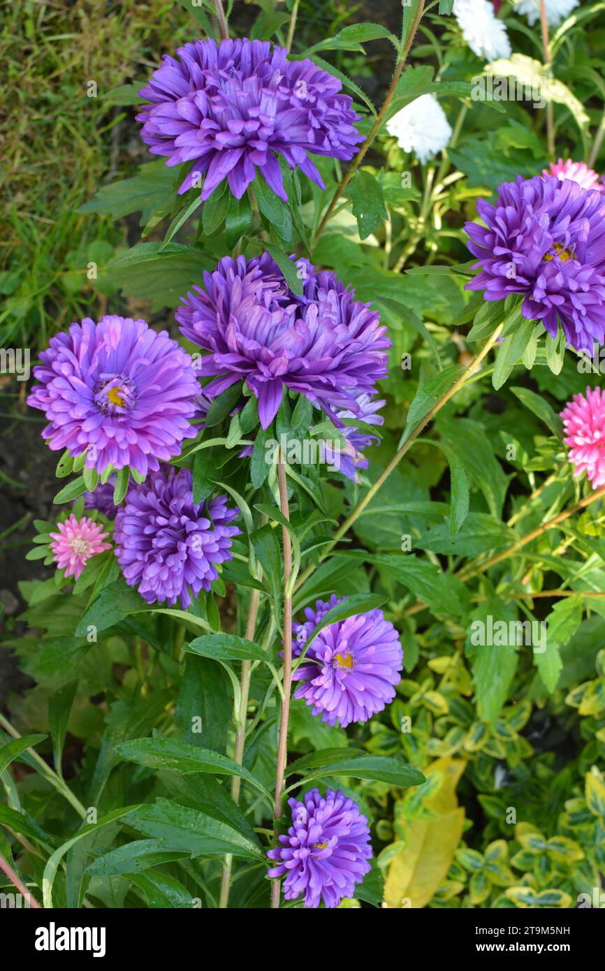 Im Spätsommer und Herbst wachsen Gartenaster in Blumenbeeten Stockfoto
