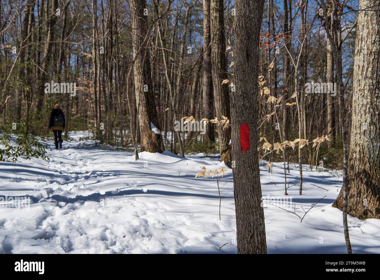 Eine Frau, die an einem sonnigen Wintertag auf dem jones Mountain Trail in New hartford connecticut im Wald spaziert. Stockfoto