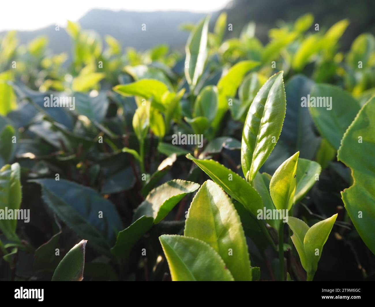 Kaffee Feld in Taiwan Stockfoto