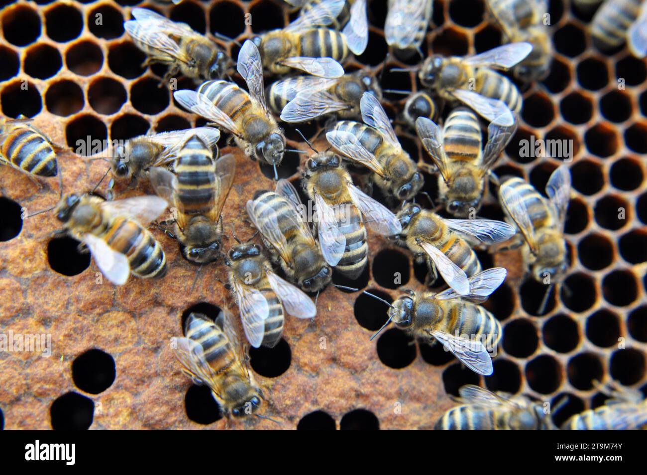 Nahaufnahme von Arbeiterbienen, die an einem Wabenrahmen arbeiten Stockfoto