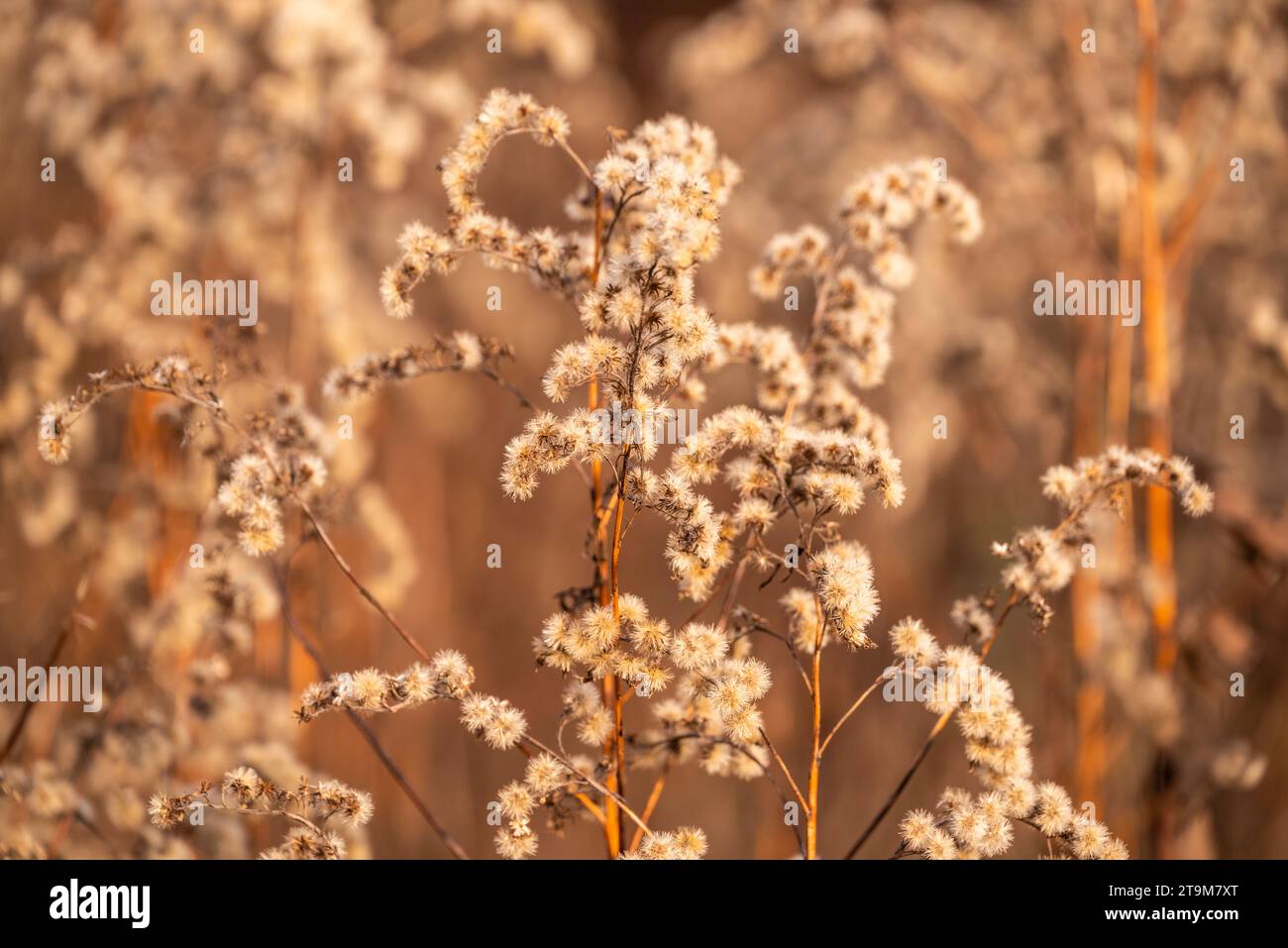Vollformataufnahme von getrockneten Waldpflanzen im Winter, die ein schönes natürliches Hintergrundbild in subtilbraunen Herbstfarben bilden Stockfoto