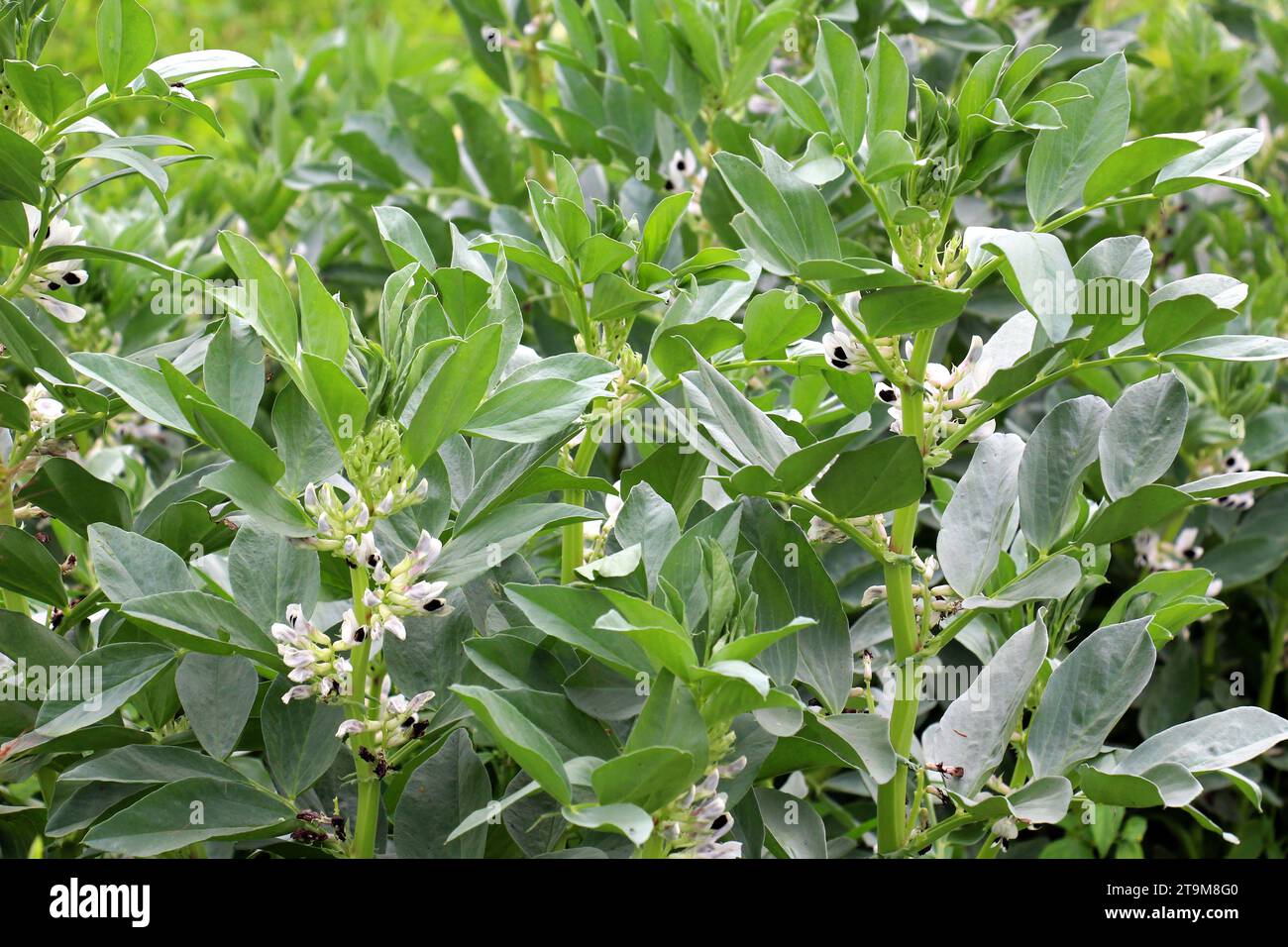 Auf dem Feld der blühenden Pferdebohne (Vicia faba) Stockfoto