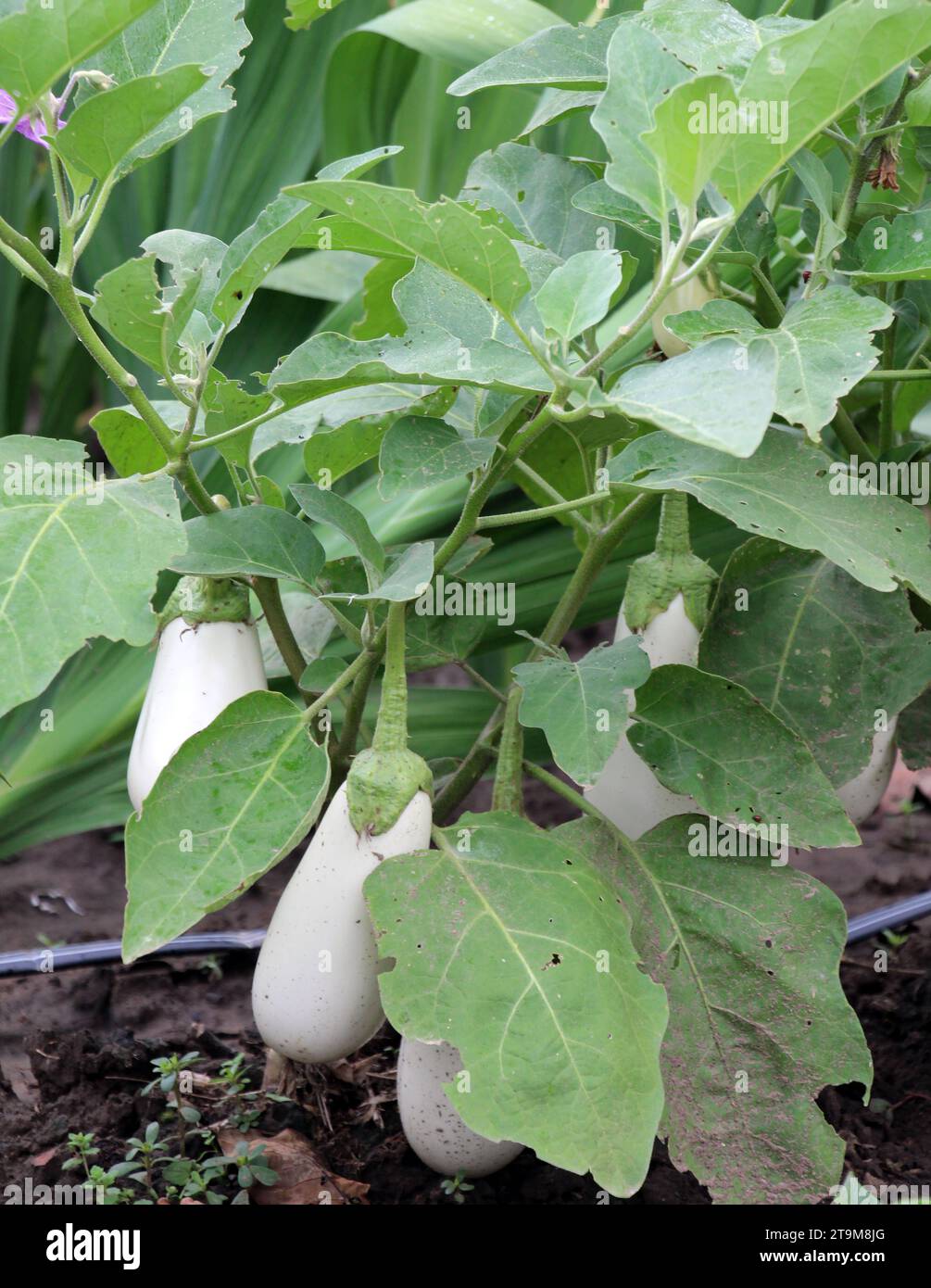 Weiße Aubergine wächst in offenem organischen Boden Stockfoto