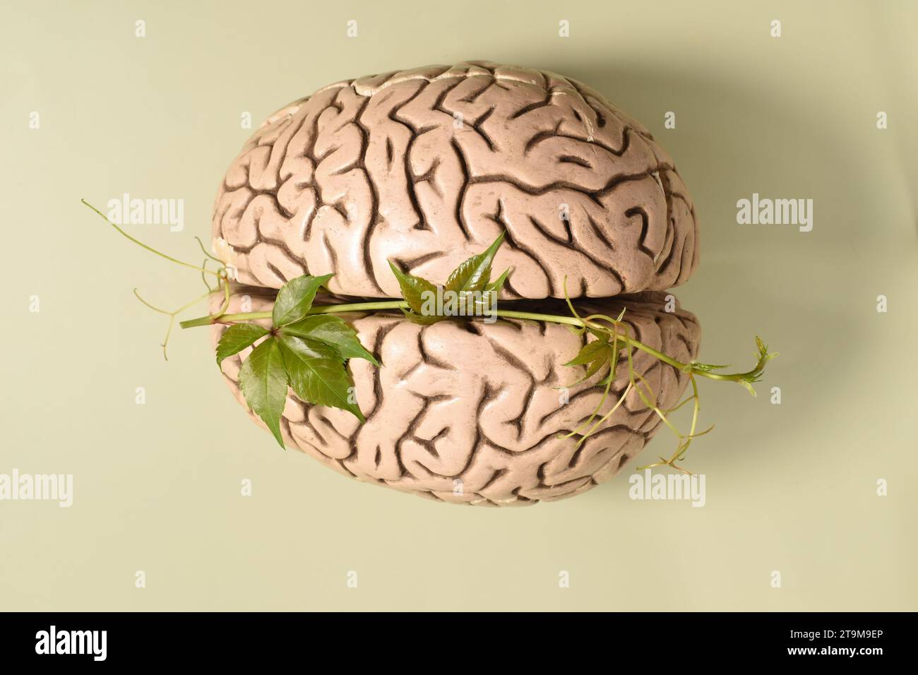 Gehirn auf grünem Hintergrund, Tag der psychischen Gesundheit Stockfoto