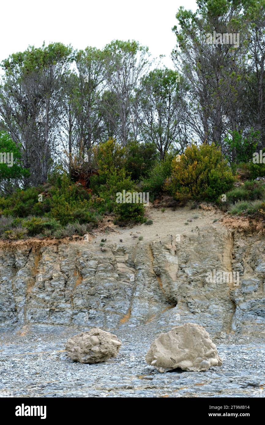 Steiniger Boden mit Konglomeraten am Ufer eines Sumpfes. Stockfoto