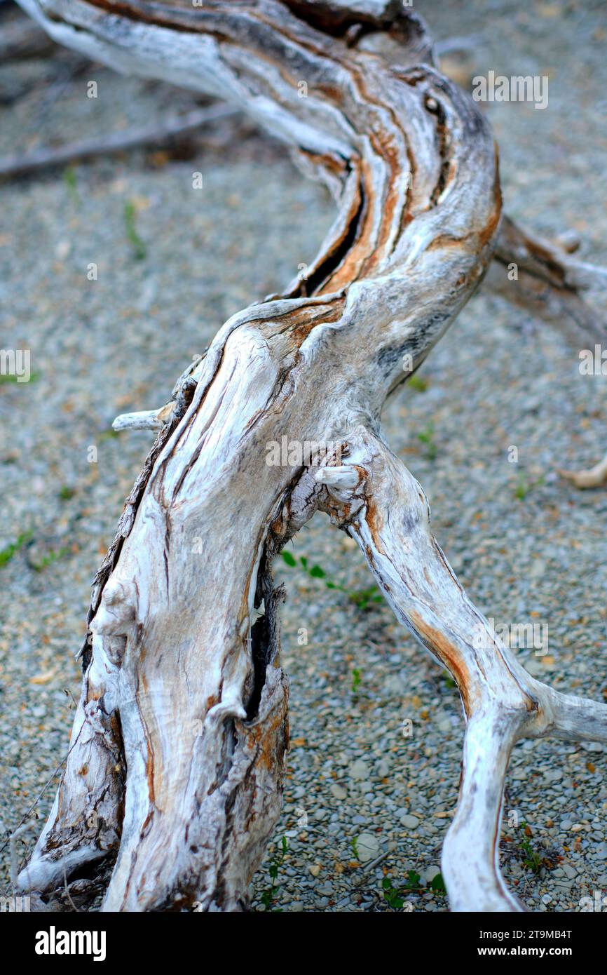 Tote Baumstämme. Stockfoto