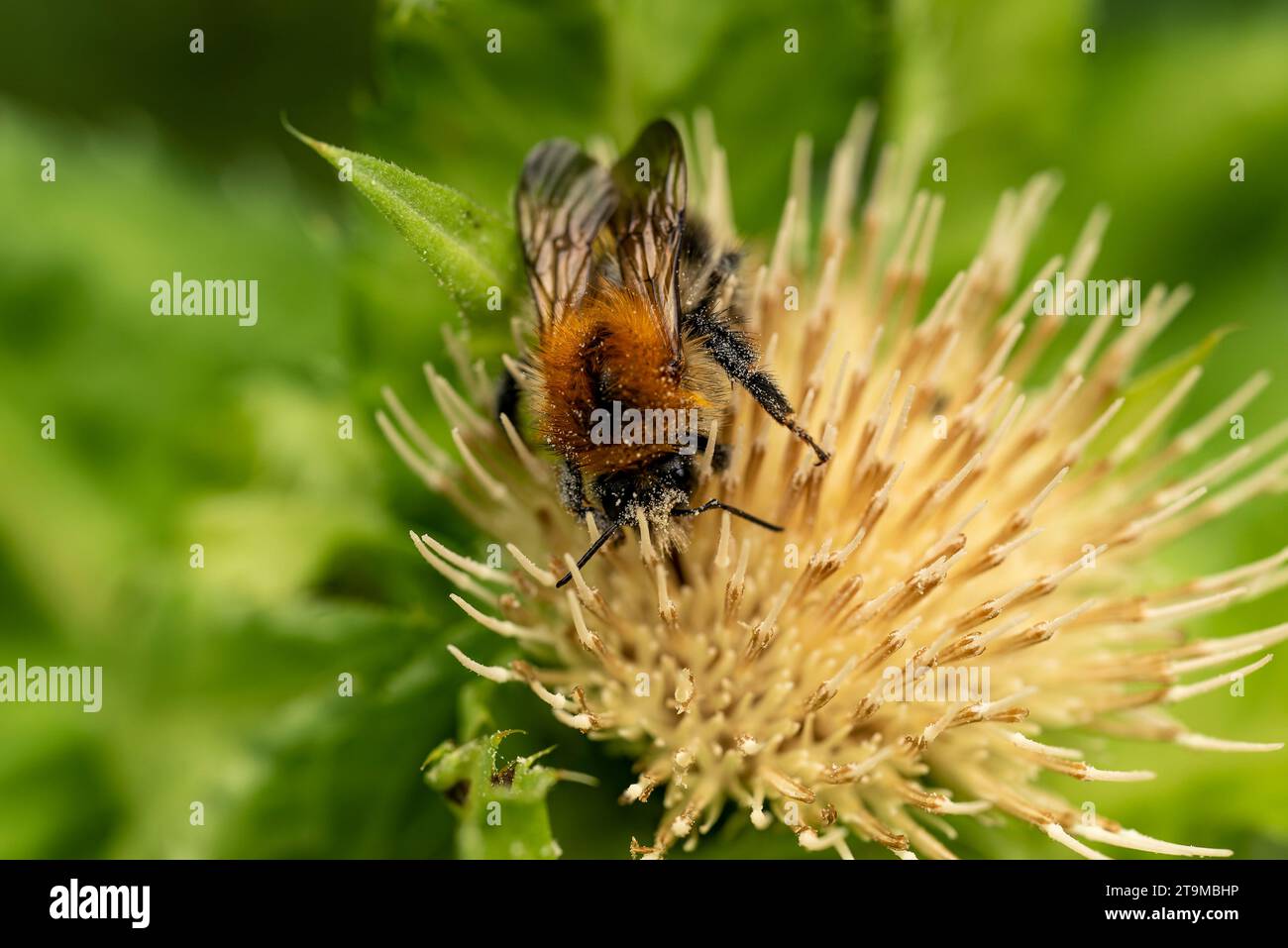 Nahaufnahme einer Baumhummel (bombus hypnorum), die Pollen aus einer gelb blühenden Distel sammelt Stockfoto