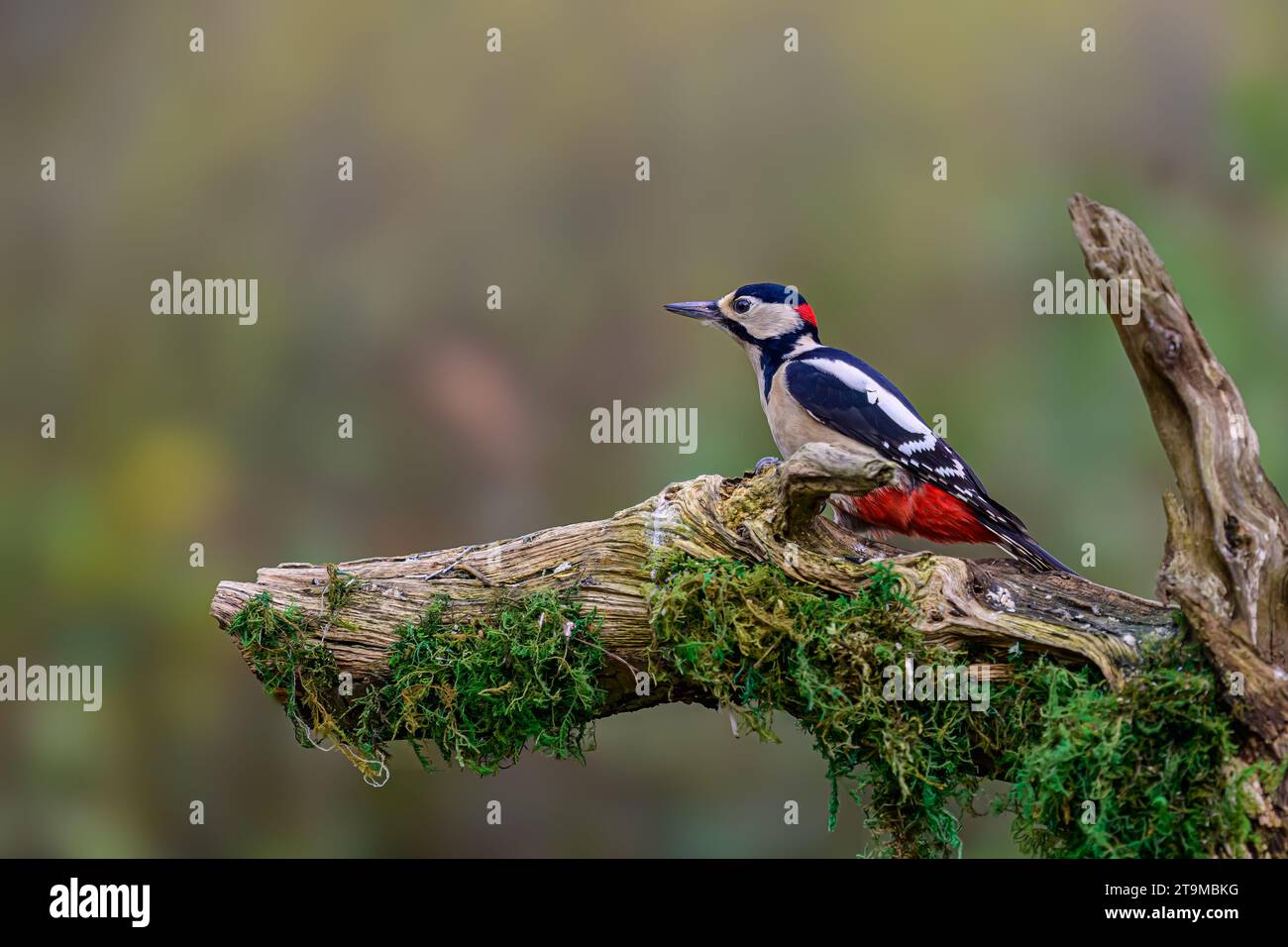 Großer Spotted Woodspecht, Dendrocopos Major, auf einem toten Ast, der mit Moos bedeckt ist. Stockfoto