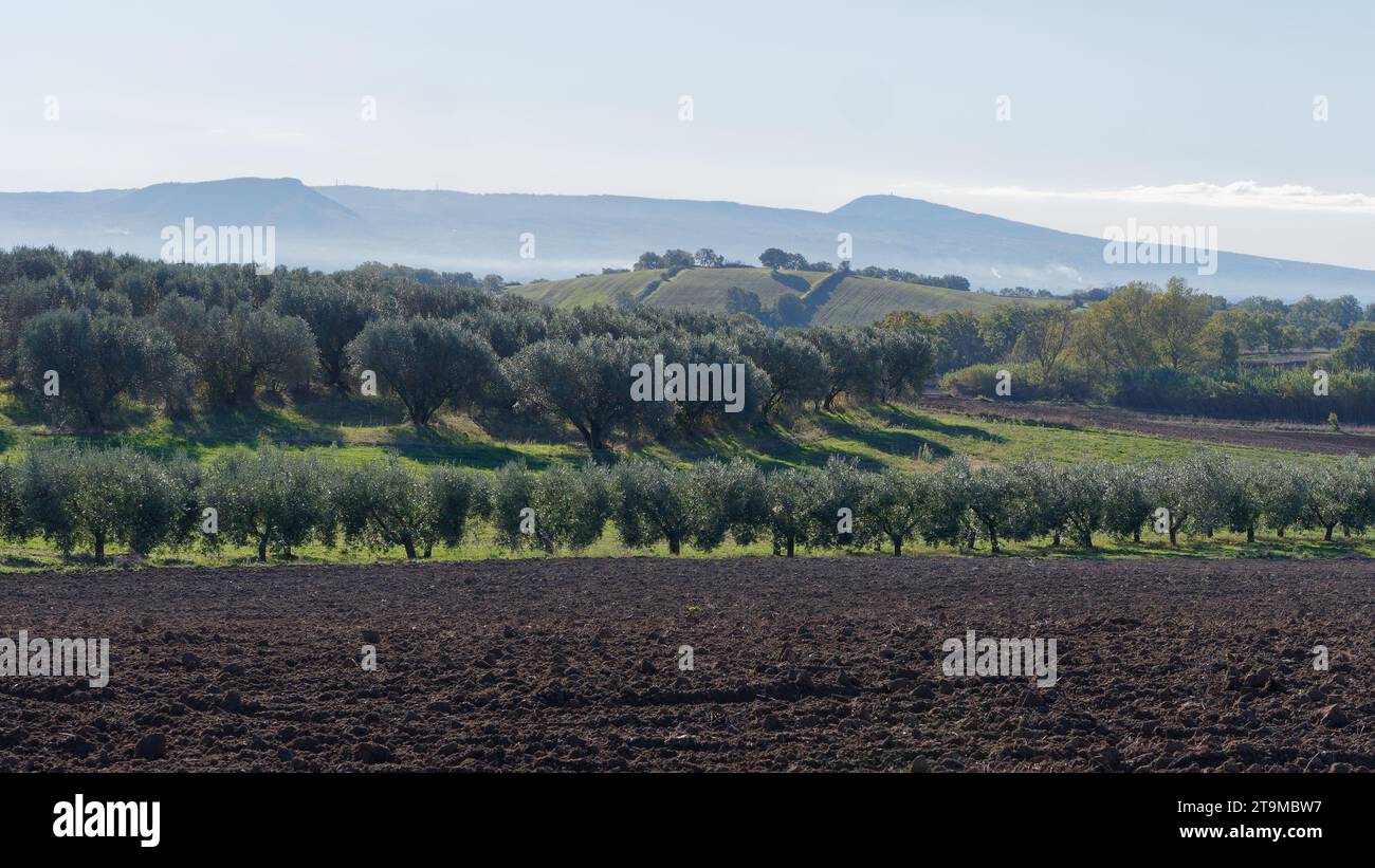 Olivenbäume mit Hügeln dahinter und gepflügtem Feld im Vordergrund in der Stadt Montefiascone, Region Latium, Italien. November 2023. Stockfoto