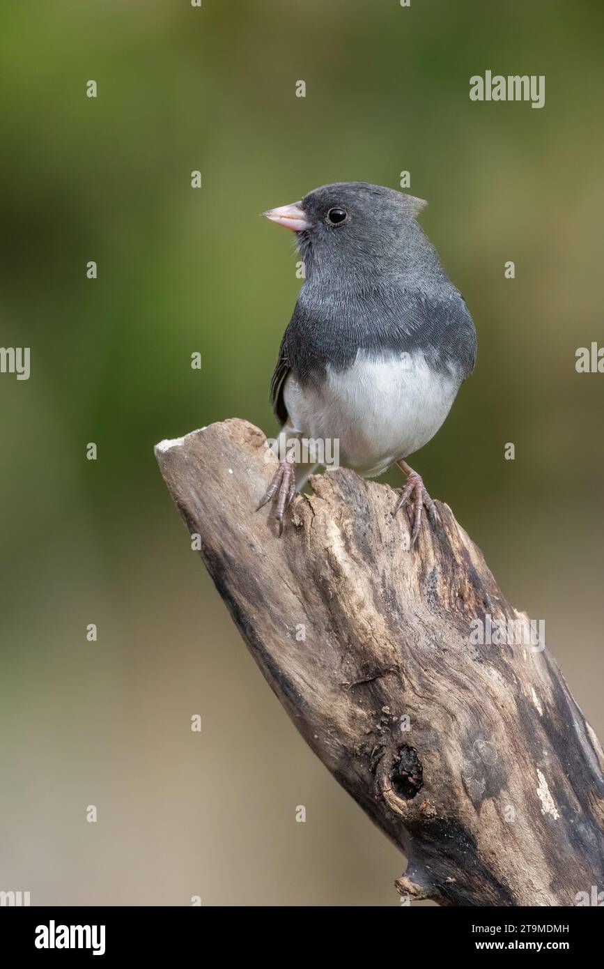 Dunkeläugiger Junco (Junco hyemalis) im Herbst Stockfoto