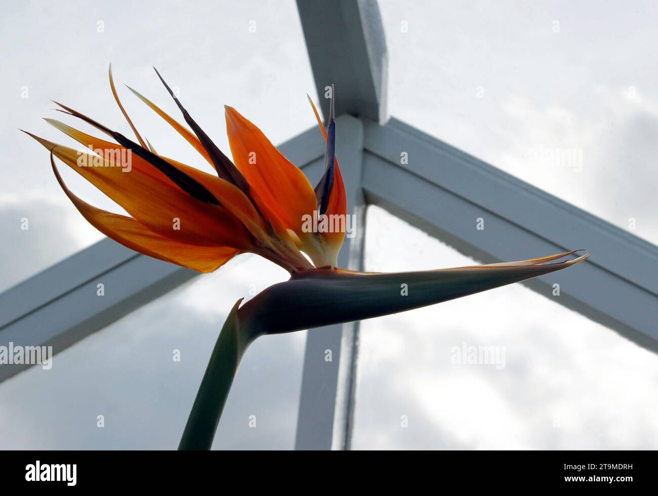 Paradiesvogel (Strelitzia) exotische Pflanze mit Blumenspitze Stockfoto